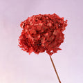 Annabelle Hydrangea Coral Red