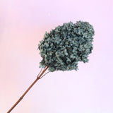 Paniculata Hydrangea Dark Grey Blue