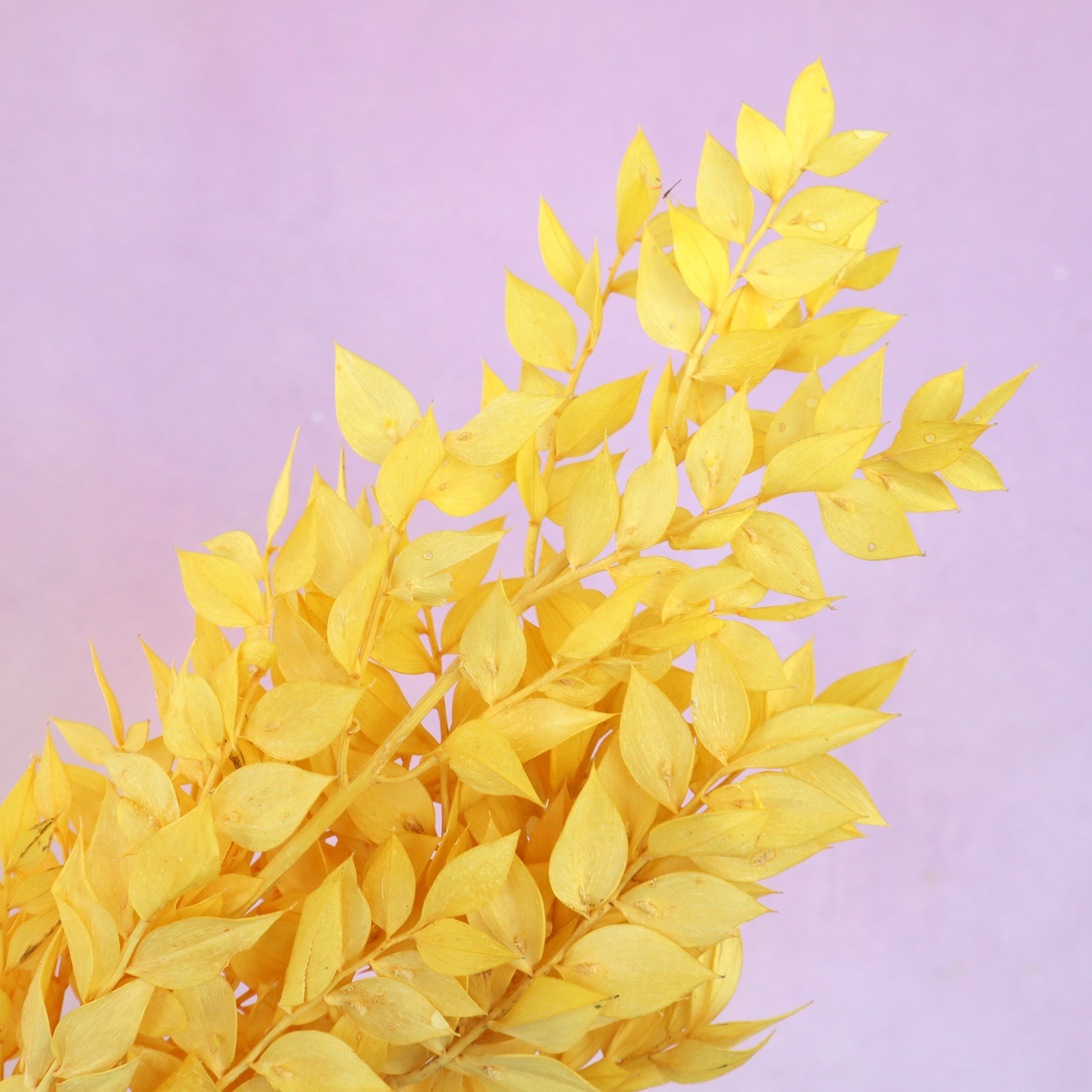 Italian Ruscus Yellow