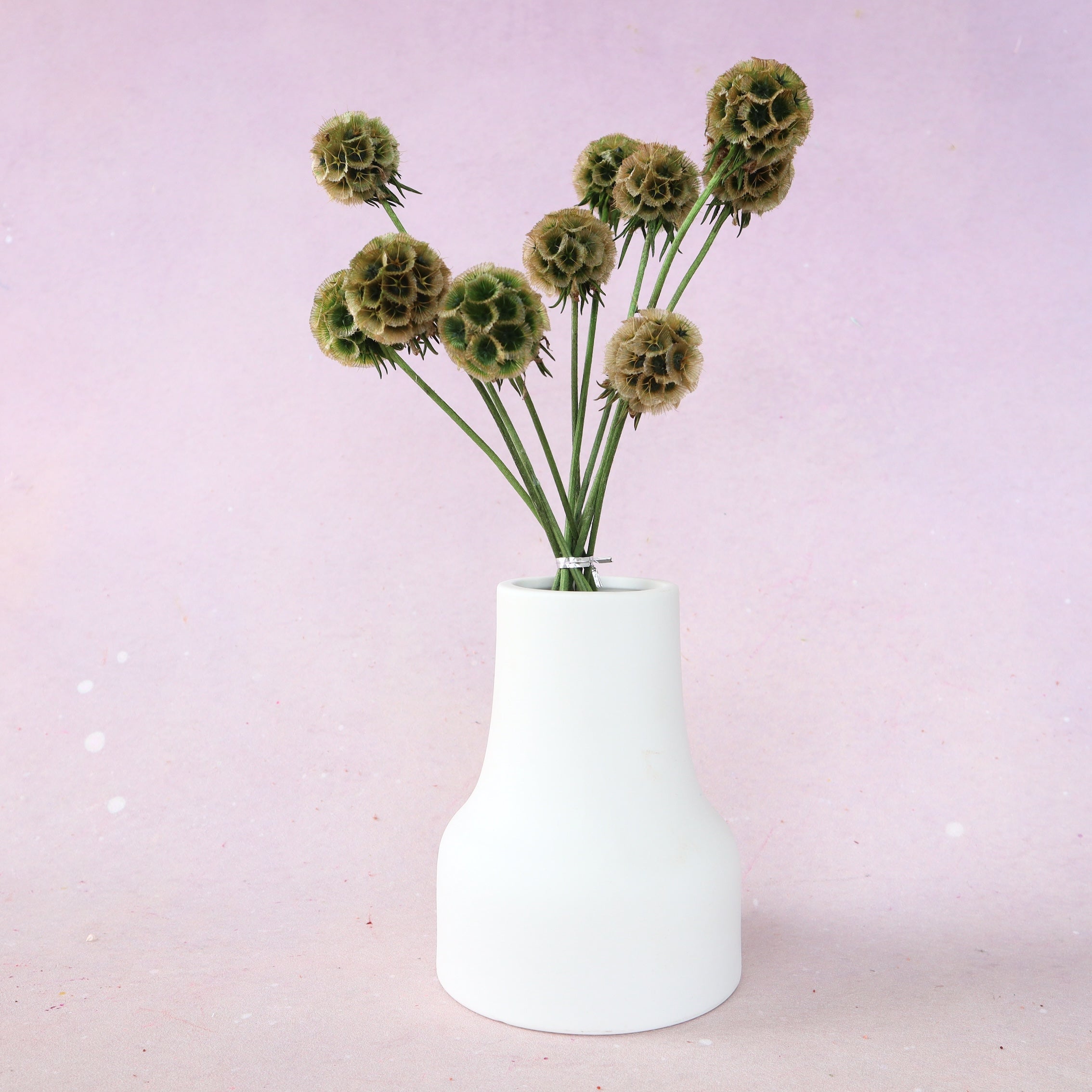 Scabiosa Olive Green