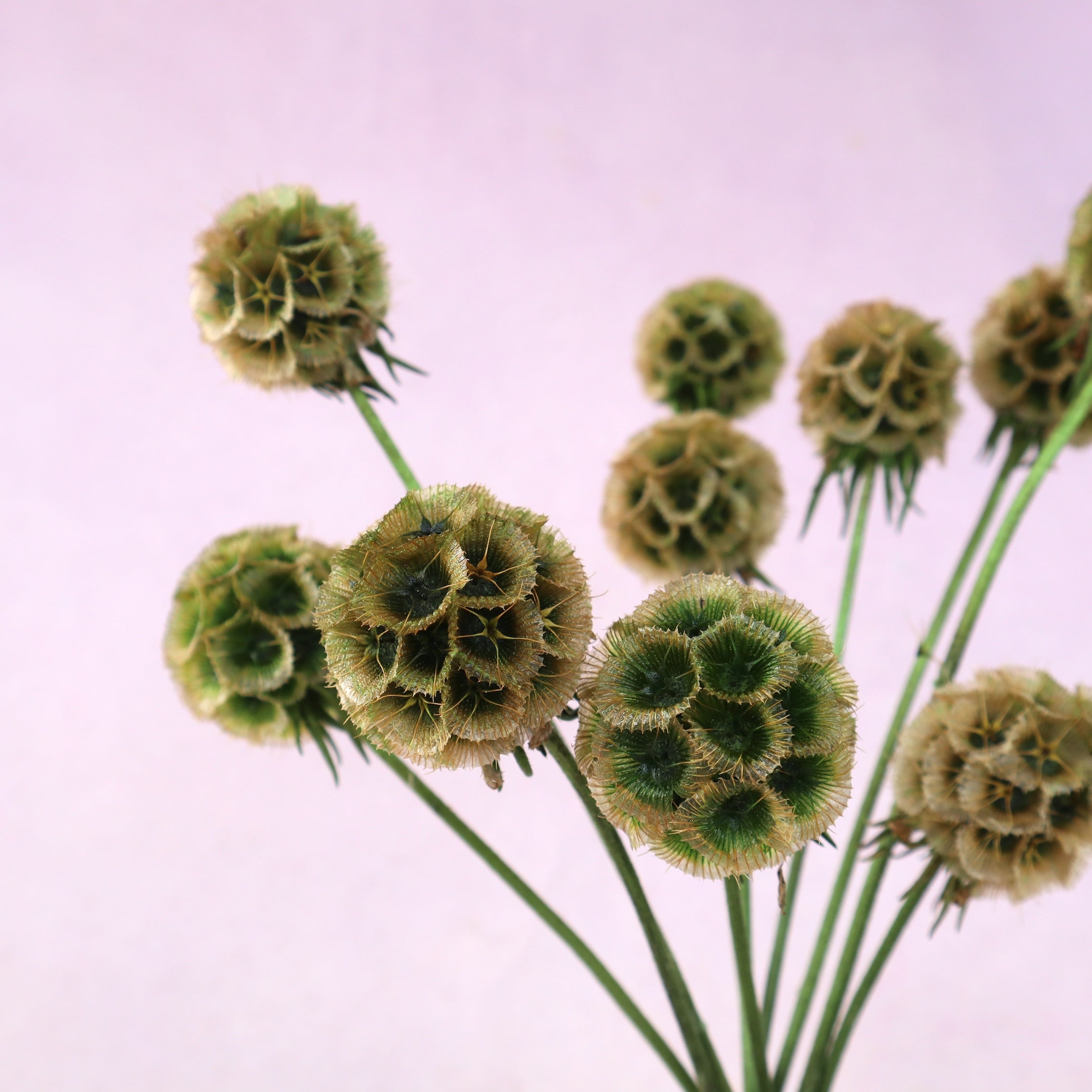 Scabiosa Olive Green