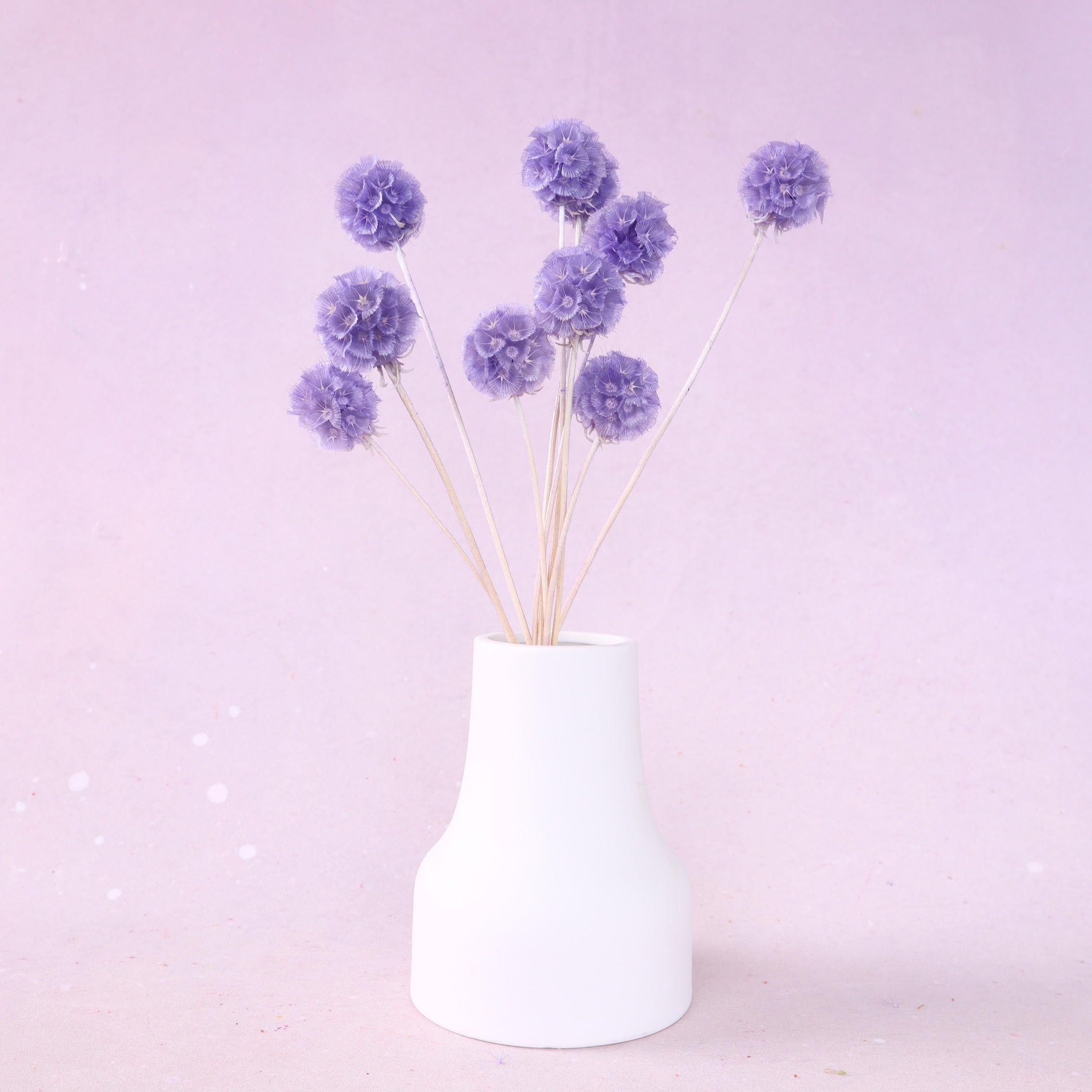 Scabiosa Purple