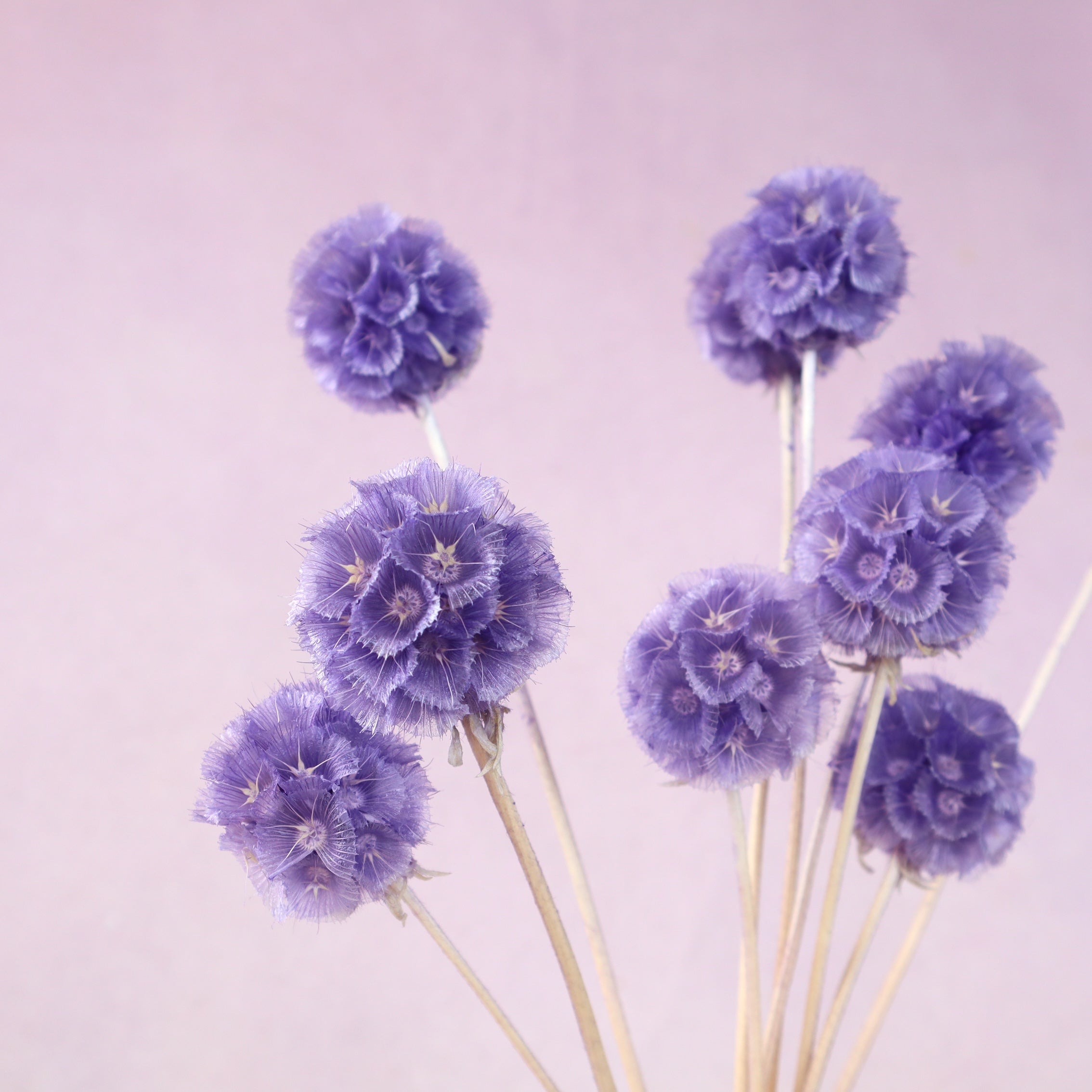 Scabiosa Purple