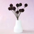 Scabiosa Deep Plum