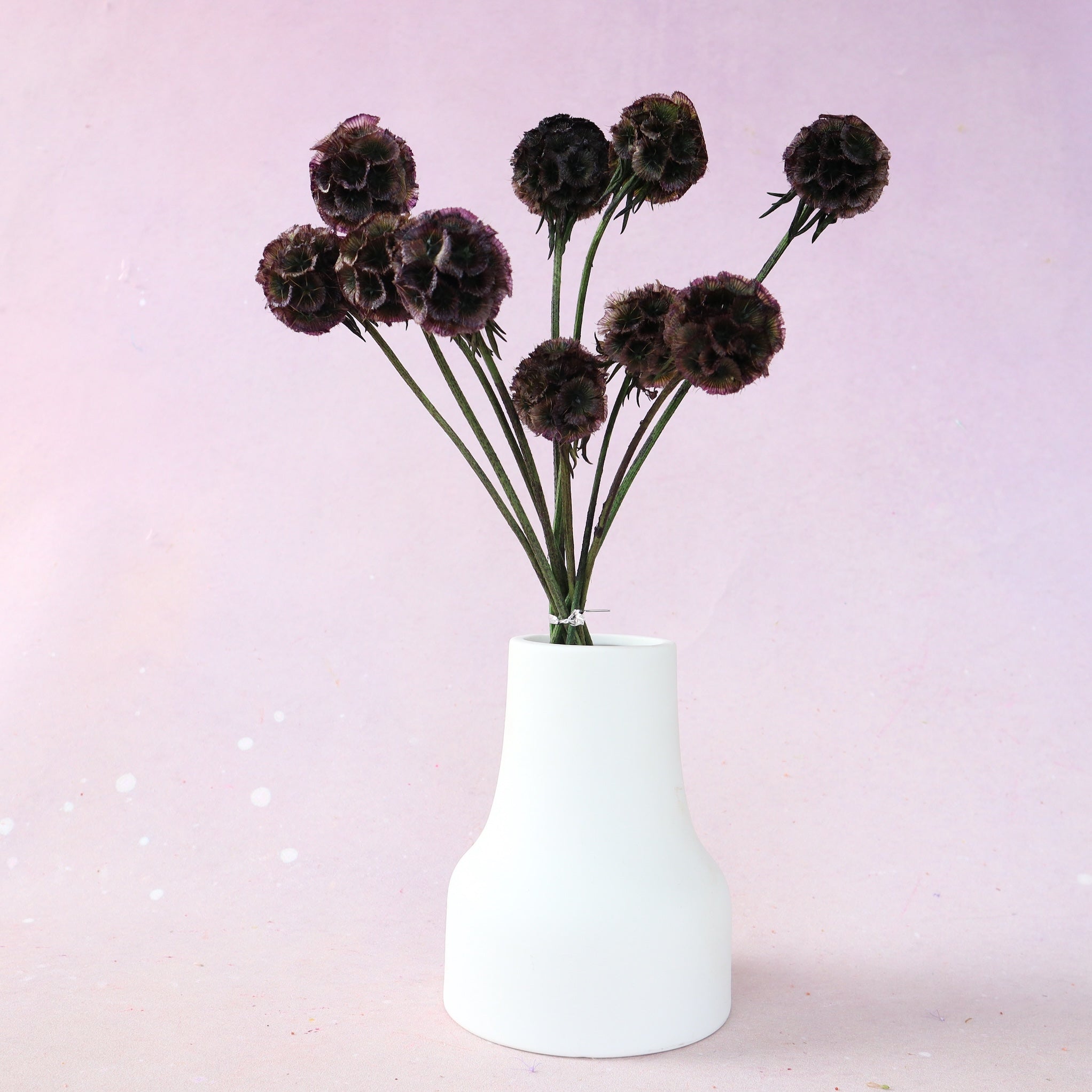Scabiosa Deep Plum