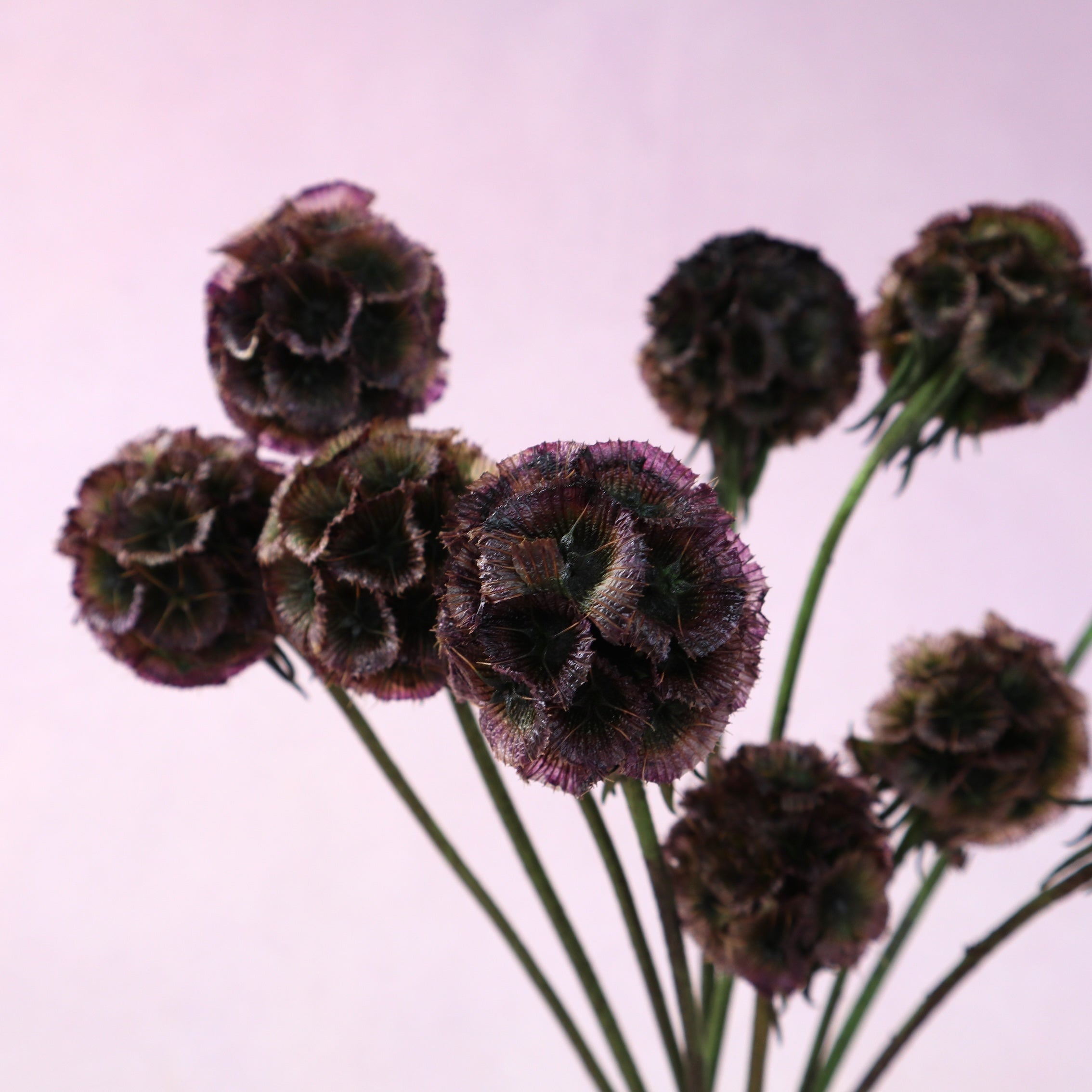 Scabiosa Deep Plum