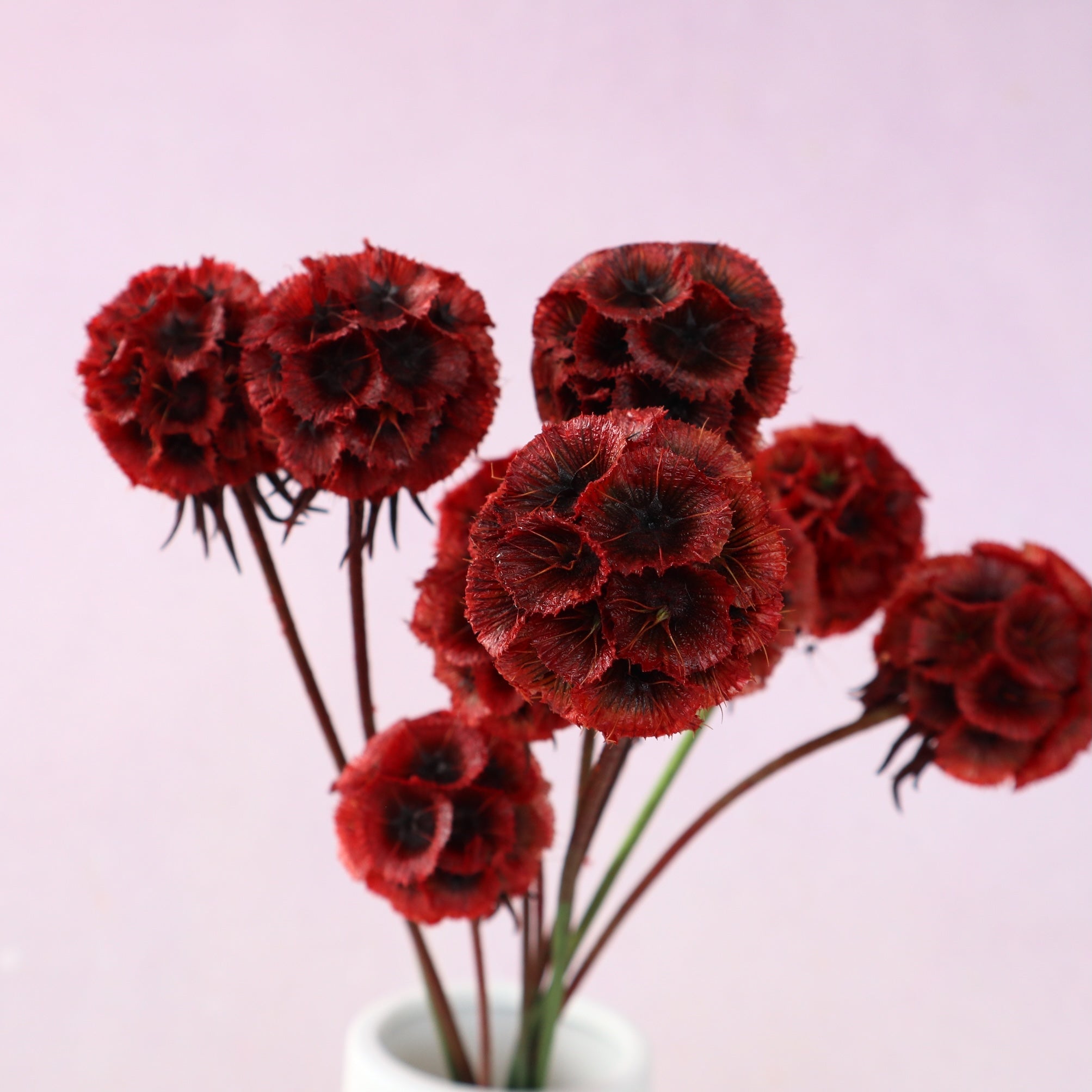 Scabiosa Wine Red