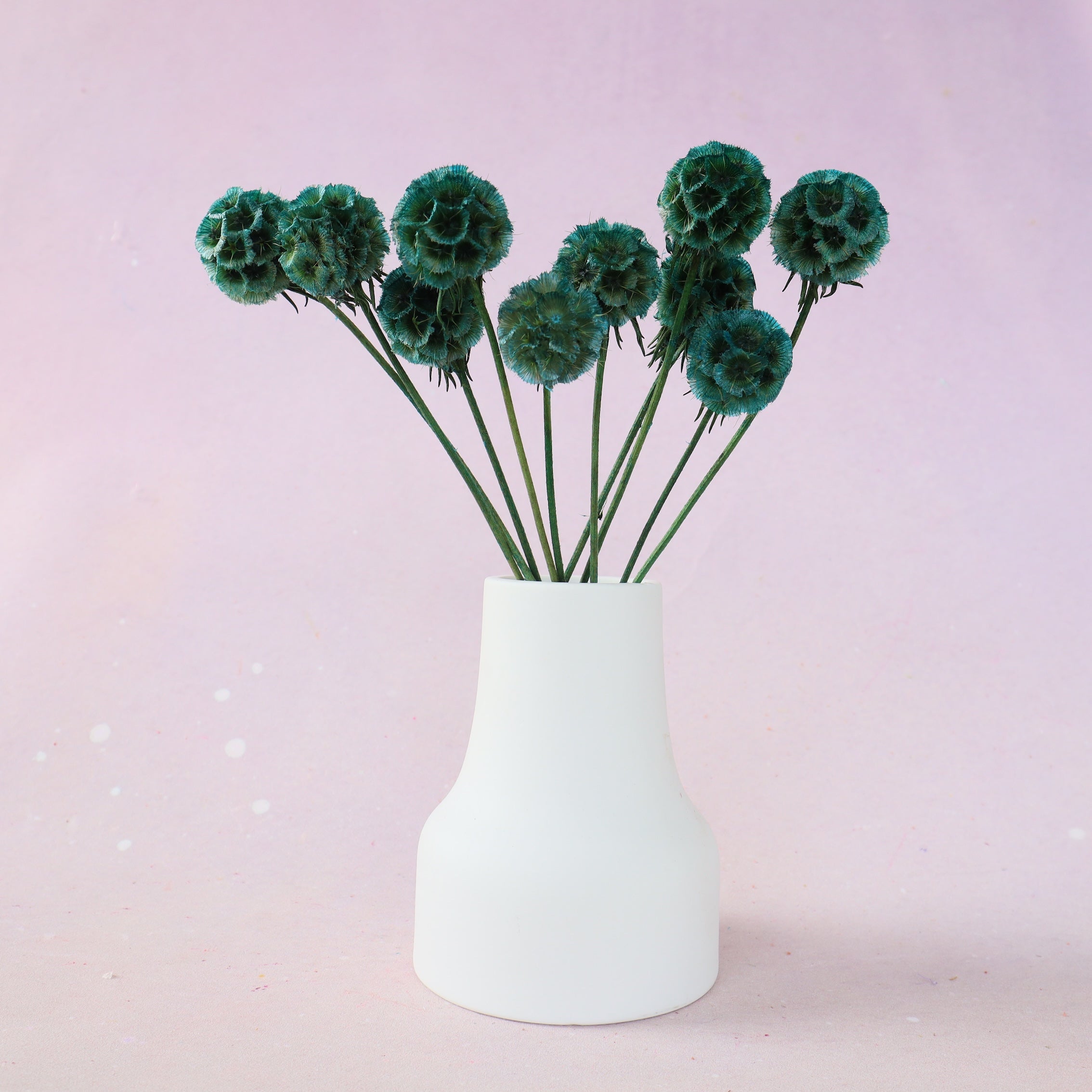 Scabiosa Teal