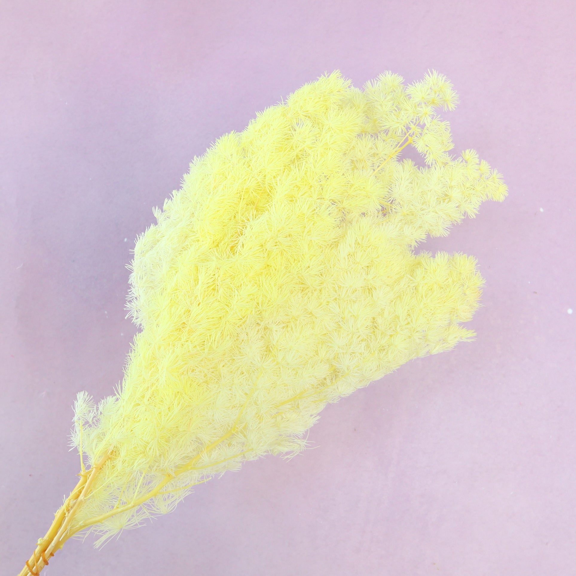 Ming Fern Lemon Yellow