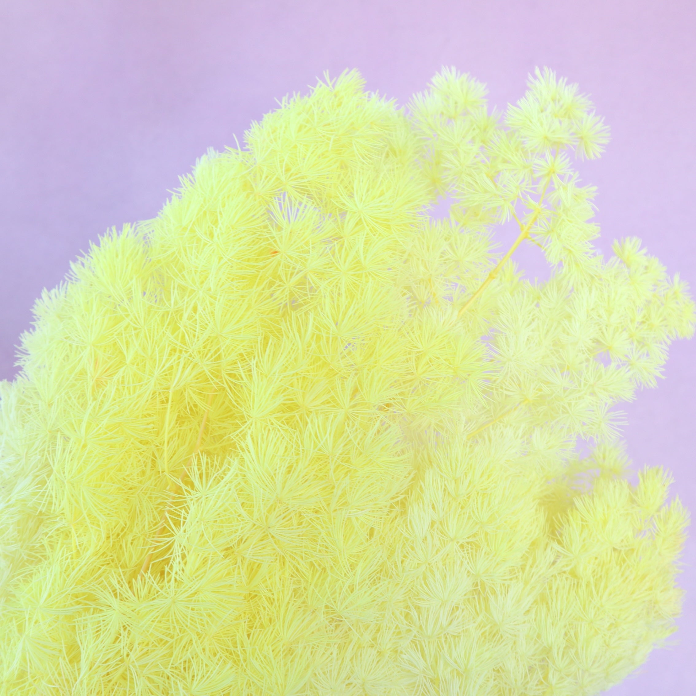Ming Fern Lemon Yellow
