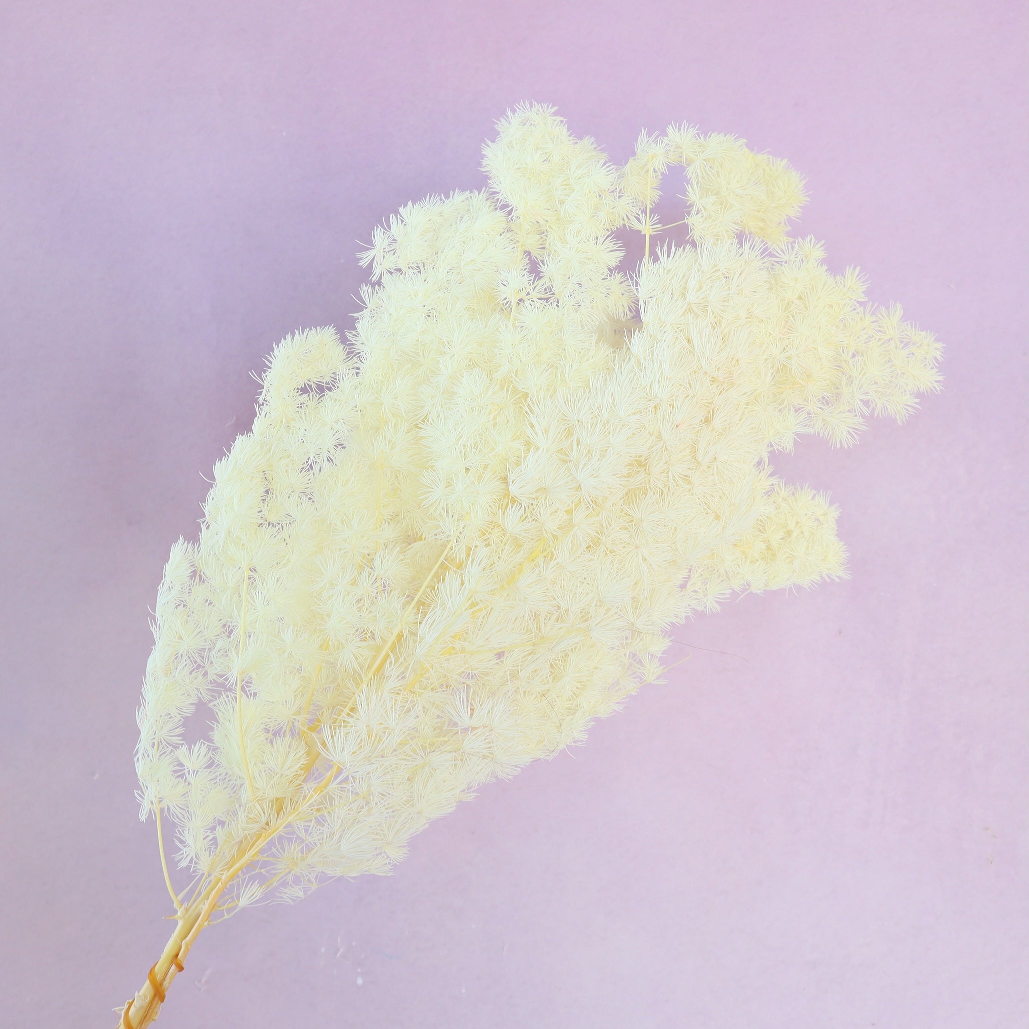 Ming Fern Pastel Yellow