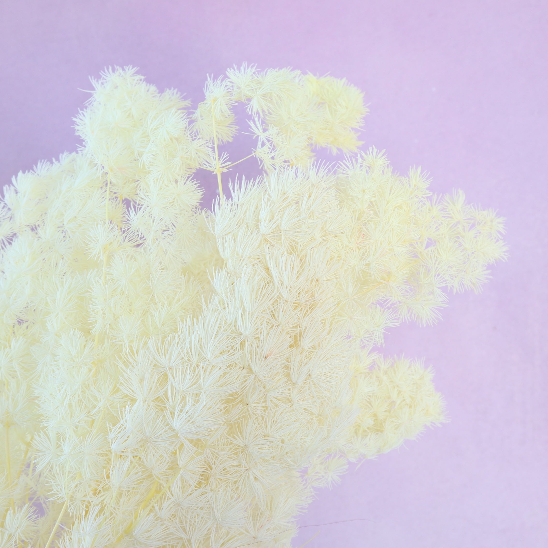 Ming Fern Pastel Yellow