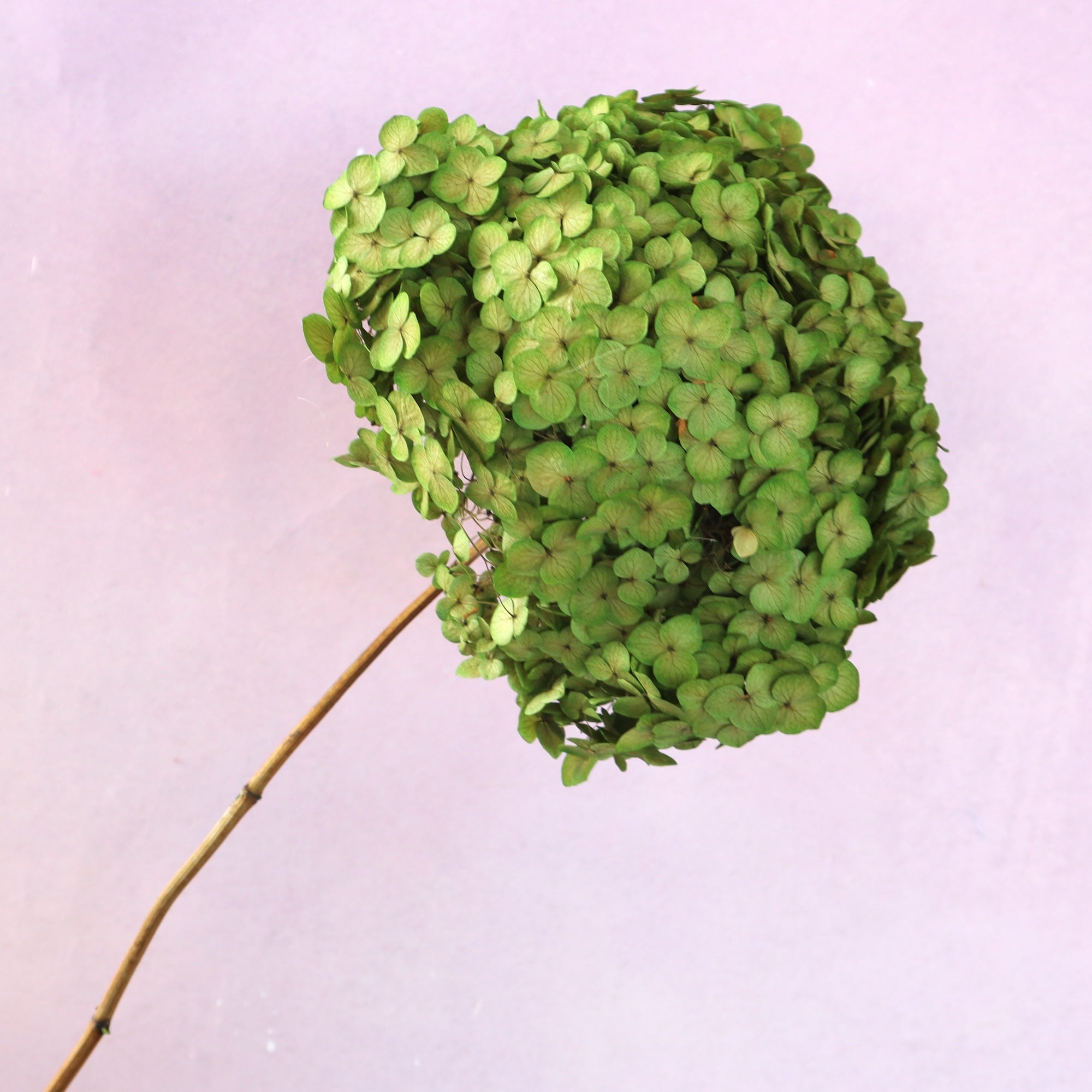 Annabelle Hydrangea Yellow Green