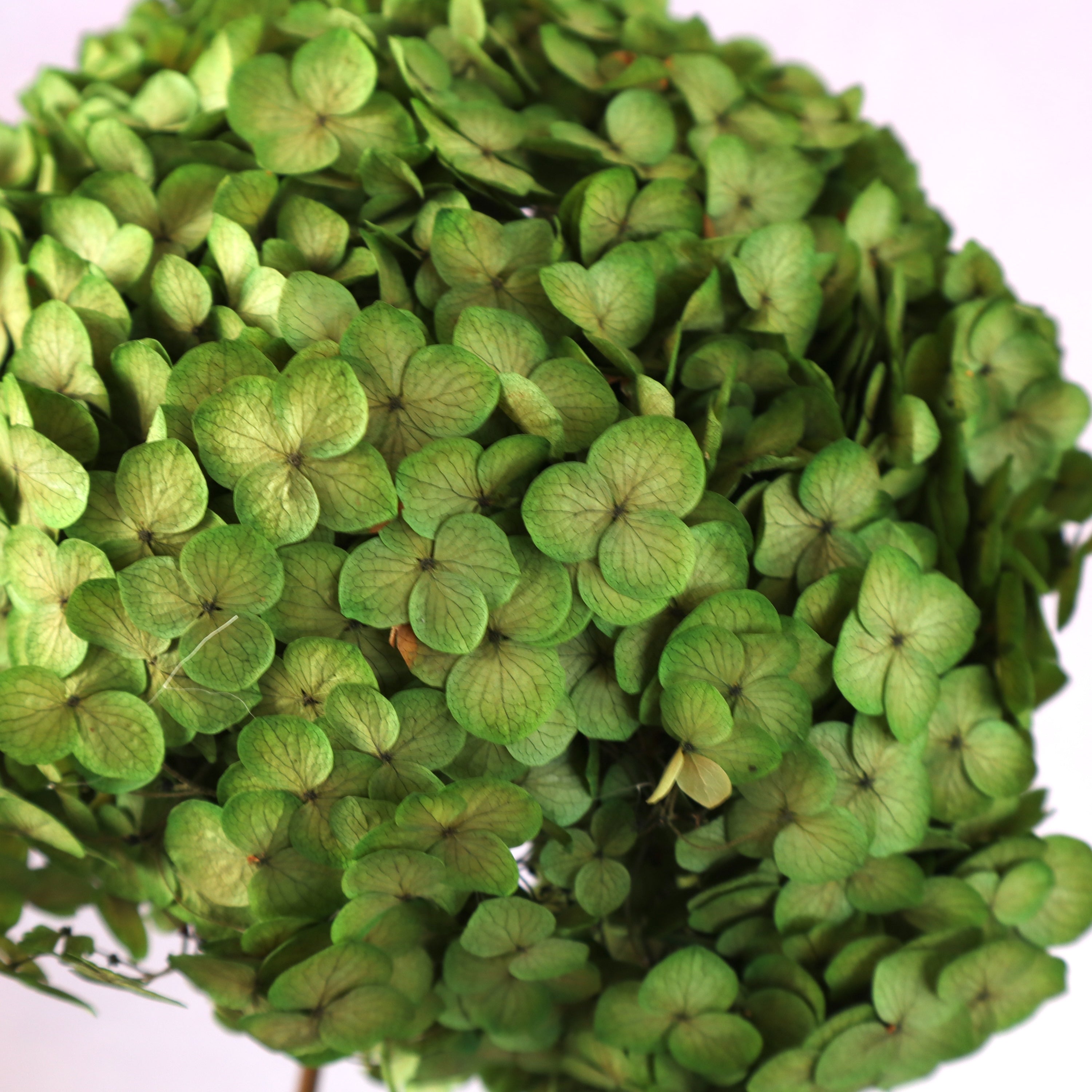 Annabelle Hydrangea Yellow Green