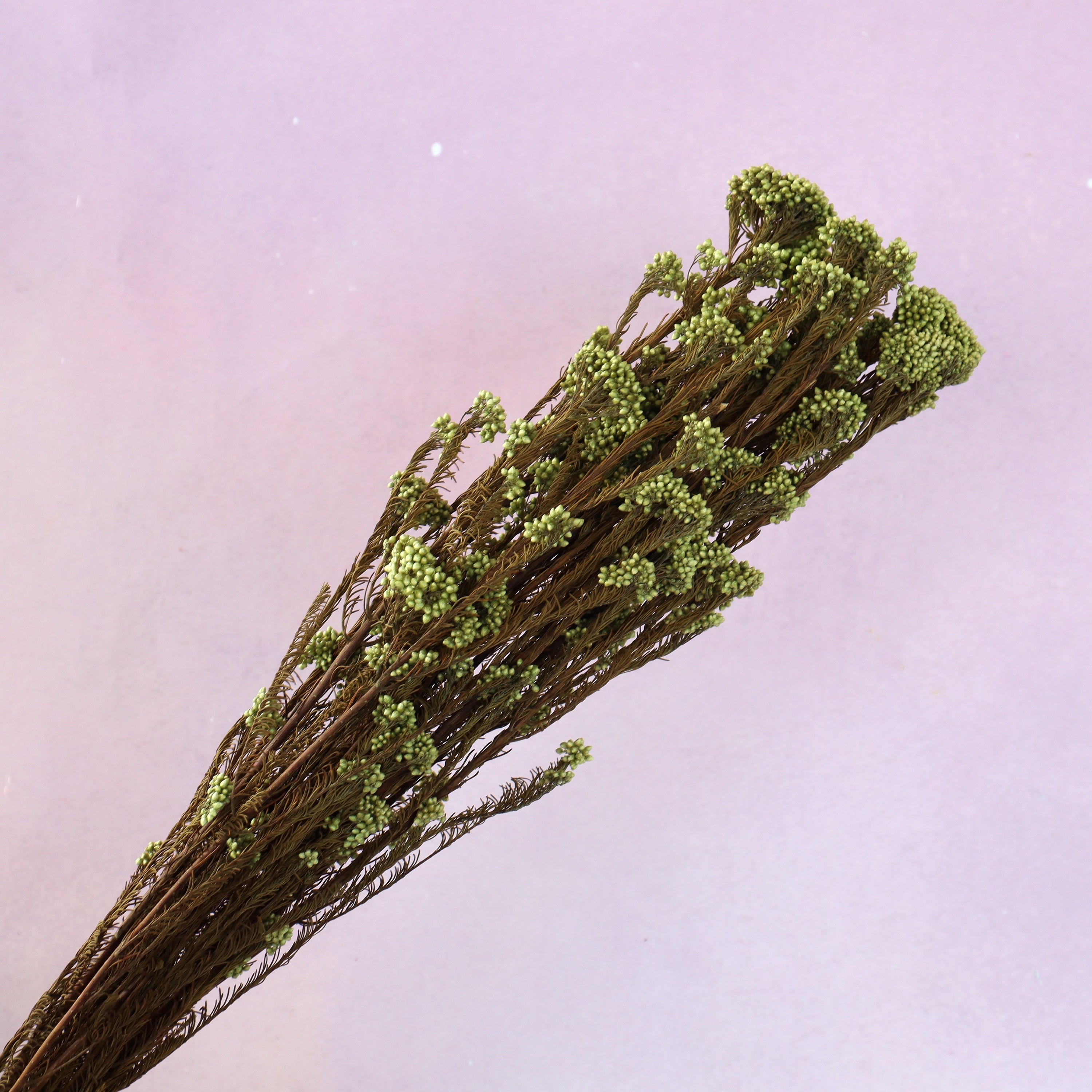 Rice Flower Olive Green