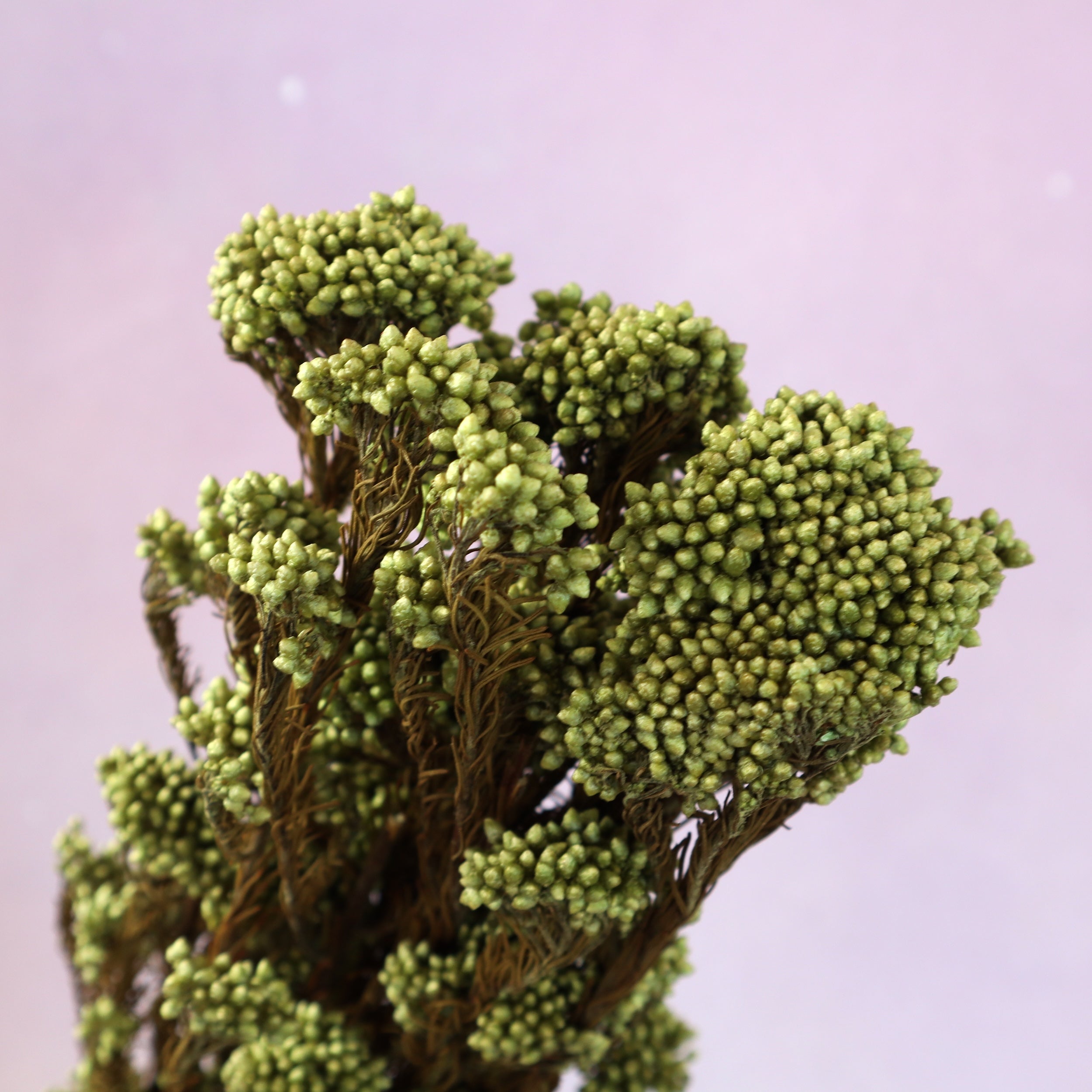 Rice Flower Olive Green