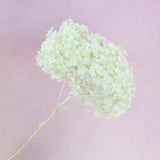 Annabelle Hydrangea Pale Mint