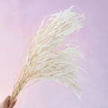 Seeded Gum White