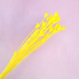 Nigella Yellow