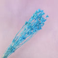 Nigella Sky Blue