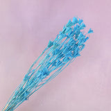 Nigella Sky Blue