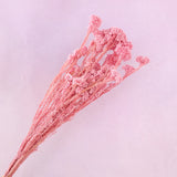 Rice Flower Flamingo Pink