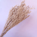 Misty Bleached Khaki