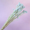 Rice Flower Baby Blue