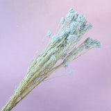 Rice Flower Baby Blue