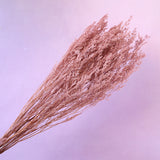 Misty Bleached Dusty Pink