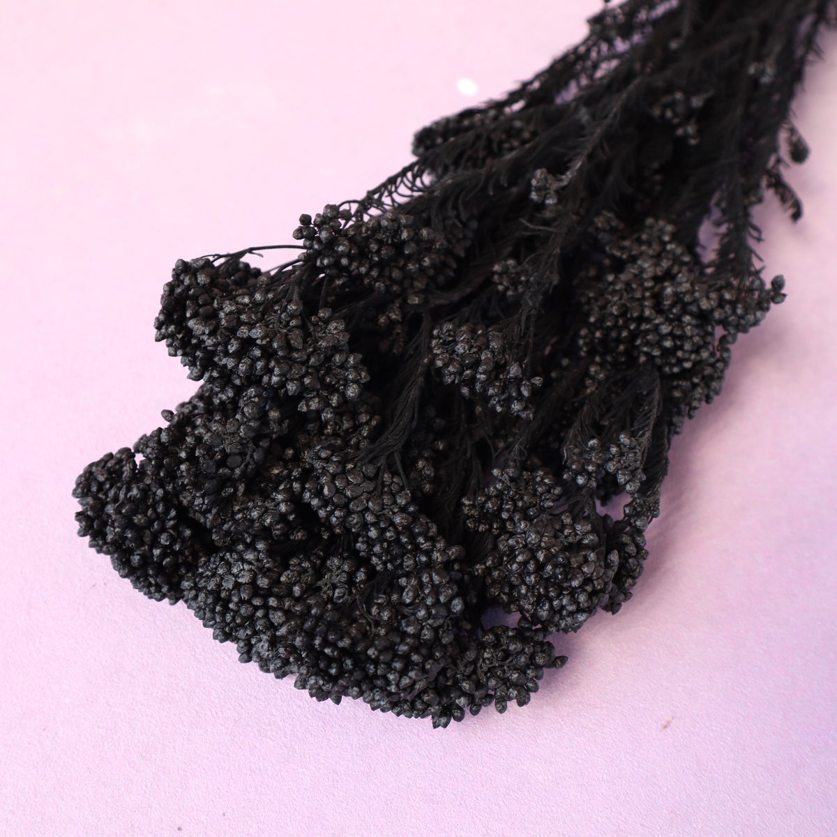 Rice Flower Black