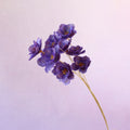Sola Anemone Flower Royal Purple