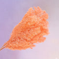Ming Fern Coral