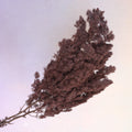 Ming Fern Chocolat