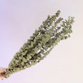 Dried Dollar Gum (Small)