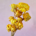 Strawflowers Yellow (clearance)