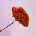 Hydrangea Bigleaf Burnt Orange