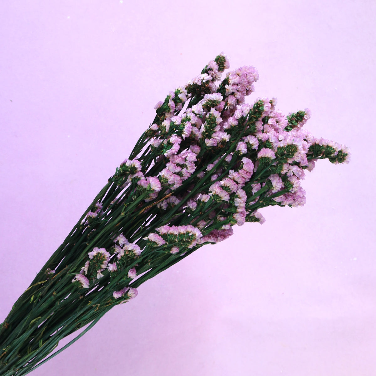 Statice Mauve
