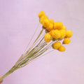 Globe Amaranth Yellow