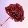 Annabelle Hydrangea Raspberry Red