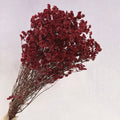 Statice Limonium Sinuatum Dark Red