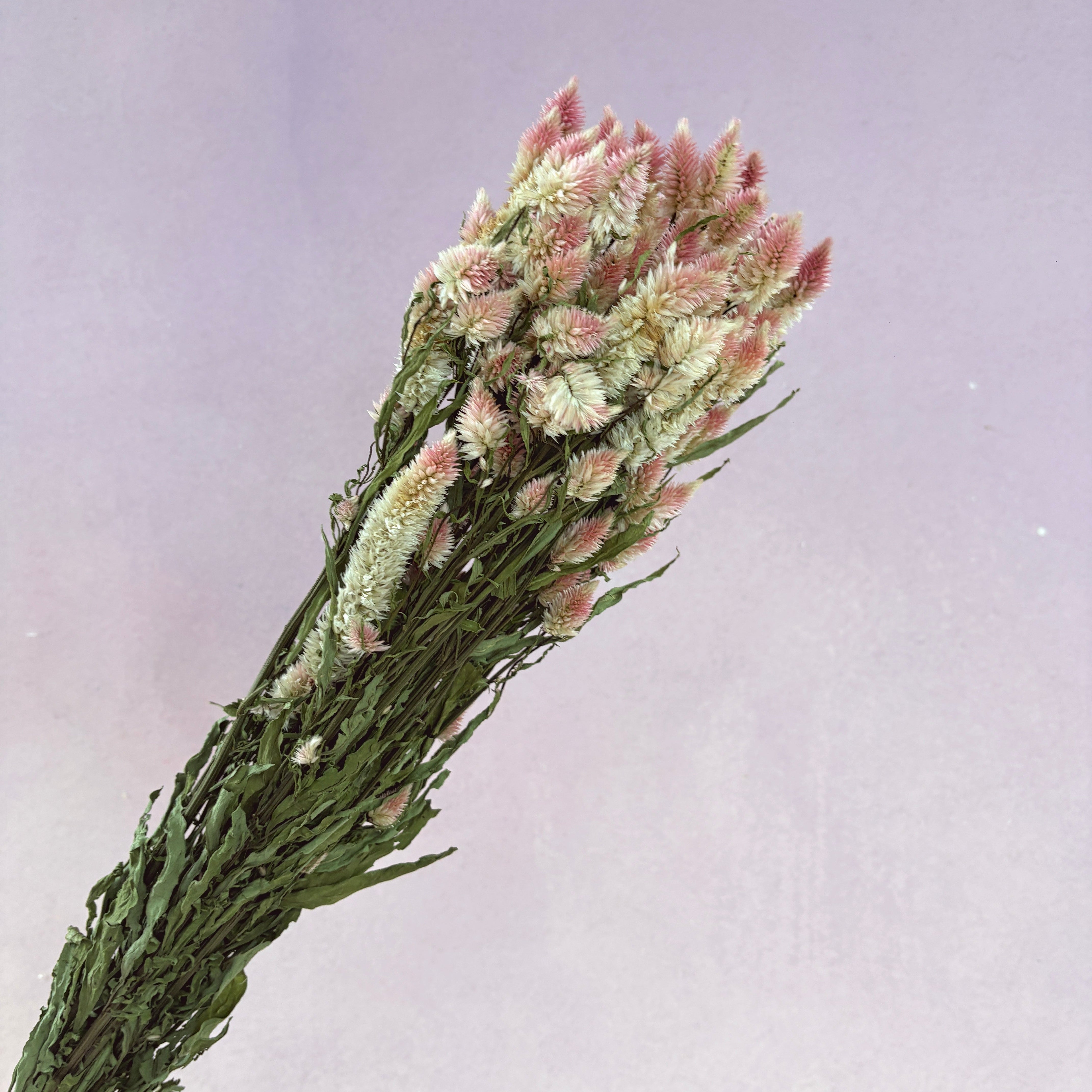 Dried Feather Celosia