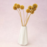 Scabiosa Mustard