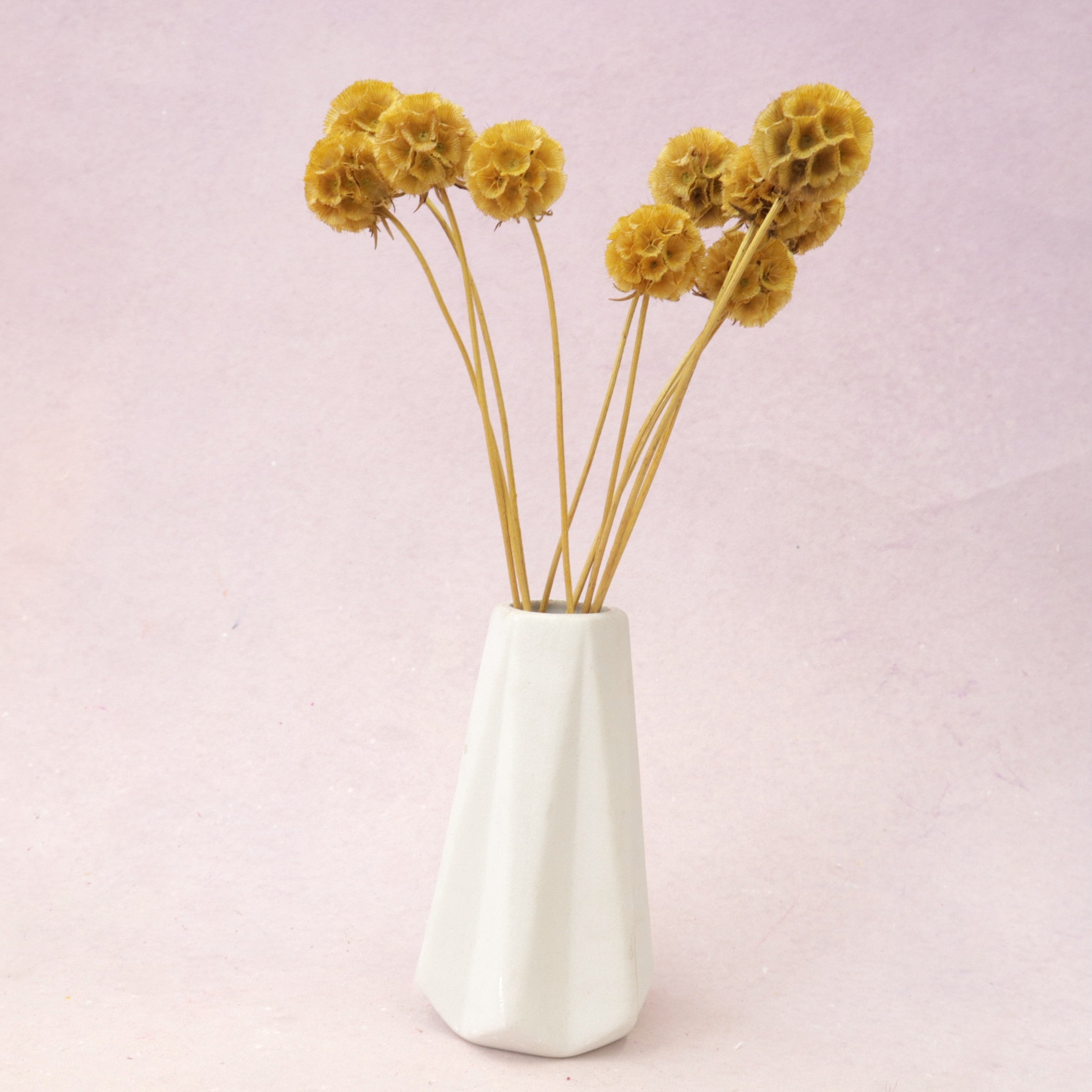 Scabiosa Mustard