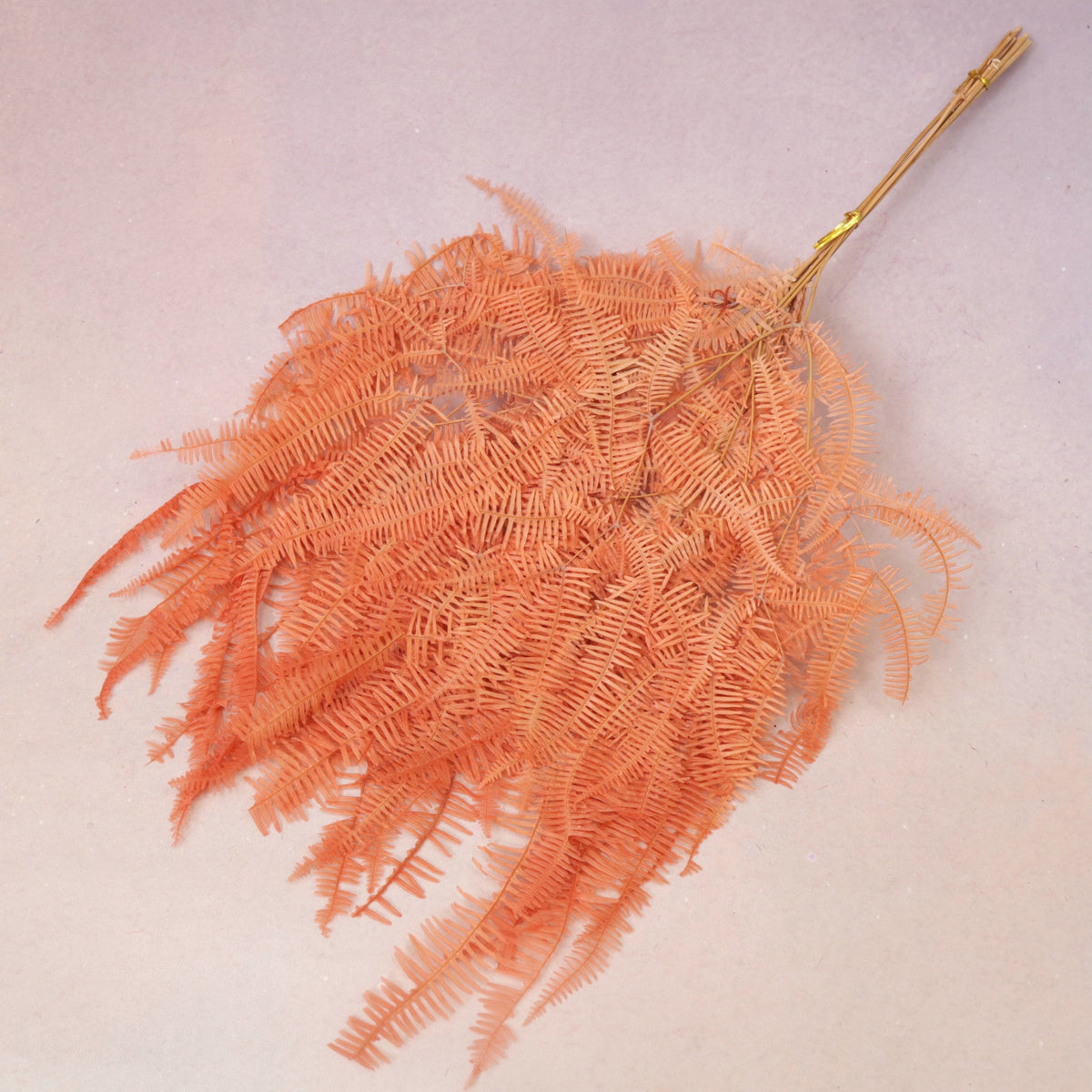 Mountain Fern Coral
