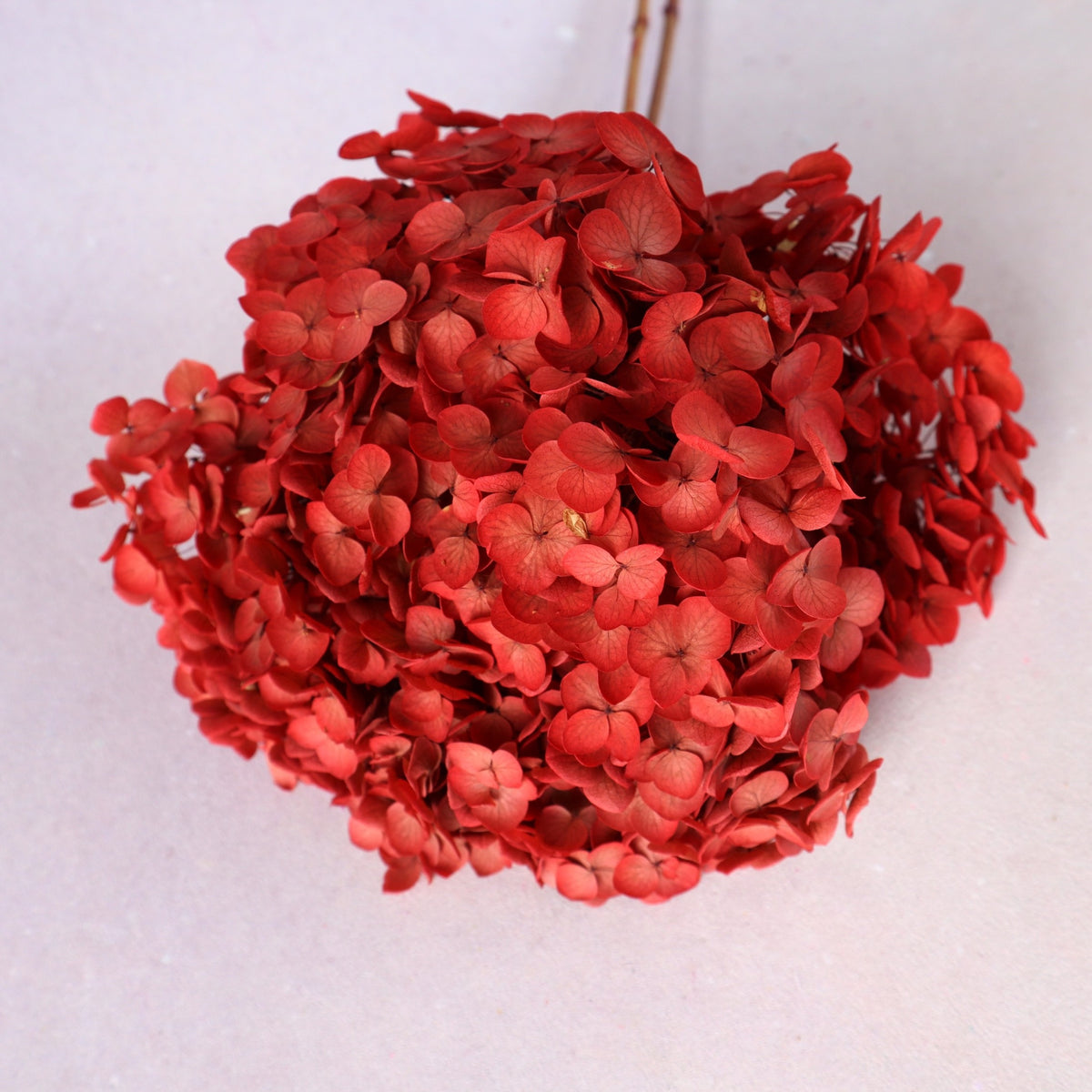 Annabelle Hydrangea Coral Red