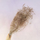 Snowy Baby's Breath Brown
