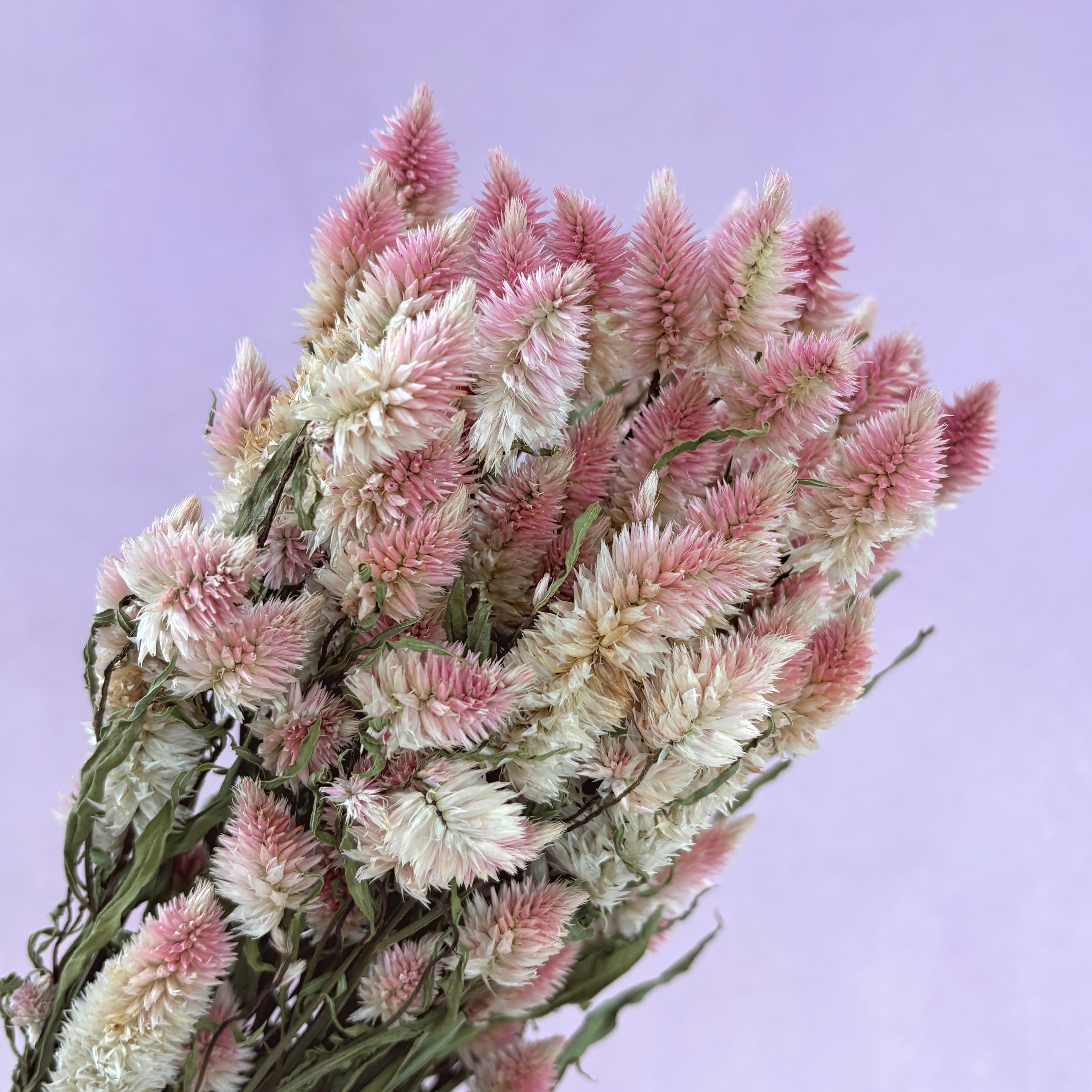 Dried Feather Celosia