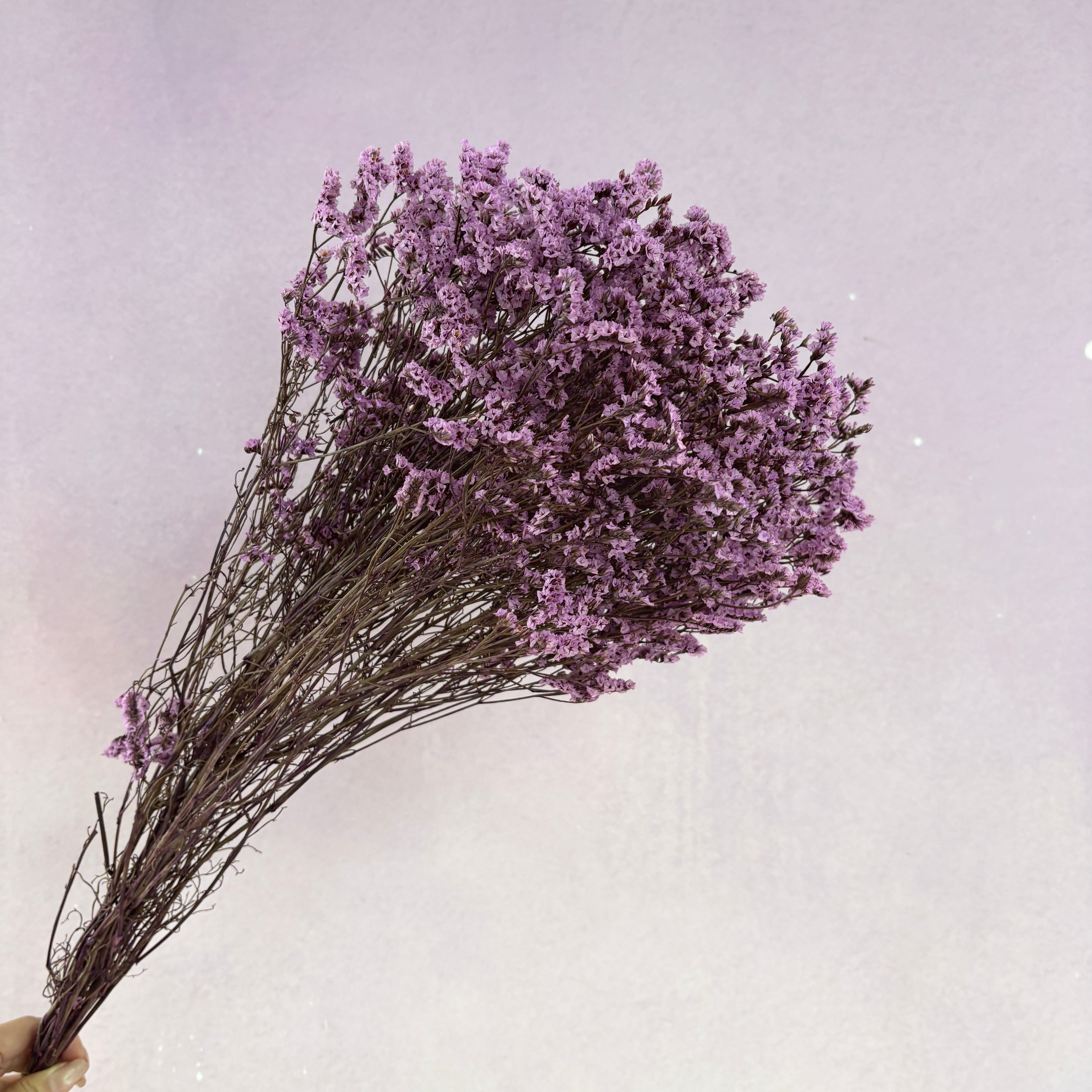 Statice Limonium Sinuatum Purple