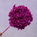 Annabelle Hydrangea Magenta